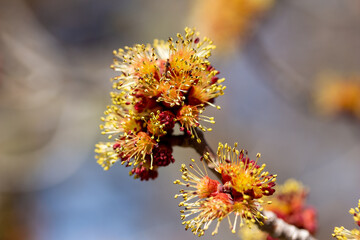 Full frame macro abstract texture view of fiery red and yellow blossoms on a red maple tree (acer rubrum) in early spring with defocused blue sky background