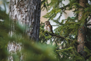 Eurasian pygmy owl in forest