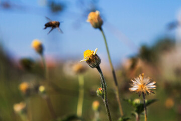 Bee flying after visiting the garden