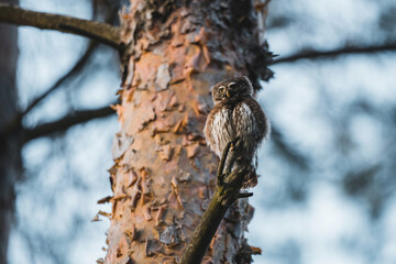 Eurasian pygmy owl in forest