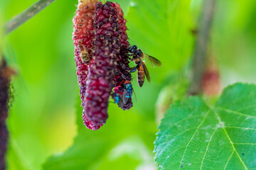 The bees on the mulberry fruit