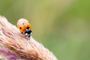 Ladybug is climbing on bush grass stem on blurred green background. Red dotted insect