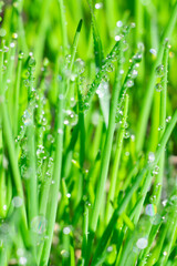 Fototapeta na wymiar Vertical natural background with long and thin green grass and clean water drops aon leaves. Macro photo