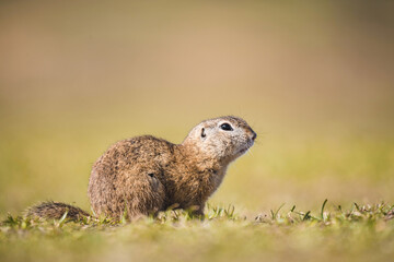 European ground squirrel in wild nature