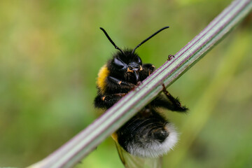 Little fluffy bumblebee is holding twig on blurred background. Extremely close up macro