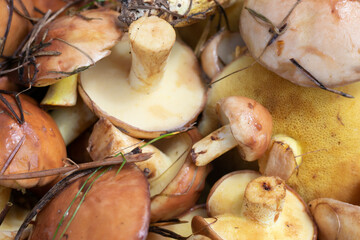 Close up view of butter mushrooms also called suillus. Pattern of vegetarian food from forest.