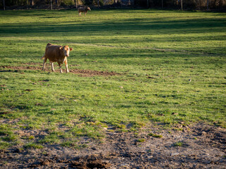 cattle ranch located in the village of garcipollera in the province of huesca
