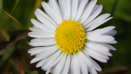 Obraz premium daisy flower