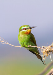 Blue-cheeked Bee-eater