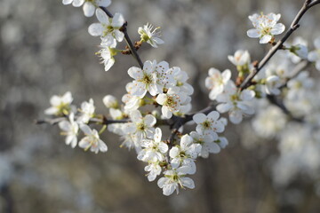 tree blossom