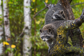 Raccoons (Procyon lotor) on Tree With Left Copy Space Autumn