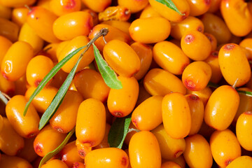 Macro photo of vegetarian eco food, diet. Many ripe sea buckthorn berries on bright sunlight, berry...