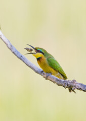Little Bee-eater tossing its meal
