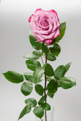 Pink rose isolated on white background.