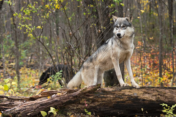 Grey Wolf (Canis lupus) Paws Up on Log Black in Background Autumn