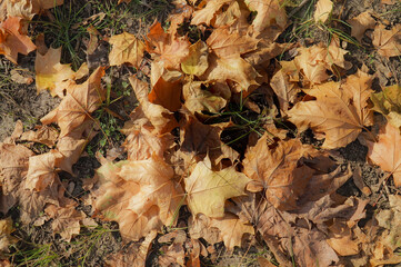 Fall maple leaves background