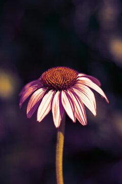 Vertical format of botanical floral backdrop made of one sungle echinacea or hedgehpg coneflower with copy space. Toned macro photo filter.