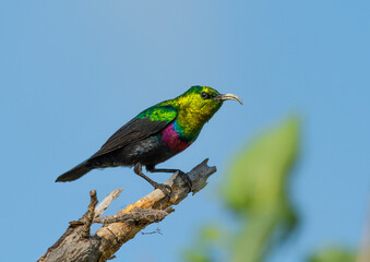 Mariqua Sunbird in Botswana
