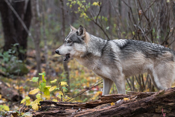 Grey Wolf (Canis lupus) Behind Log Mouth Open Autumn