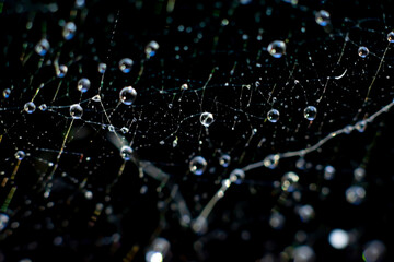 Blue toned natural backdrop made of spiderweb. Delicate web thread connections. Round spheric waterdrops sparkling on light