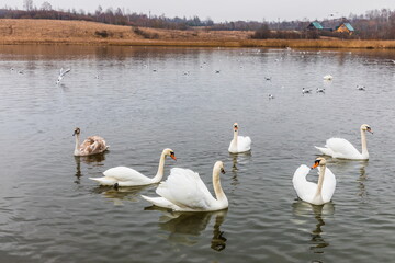 Swans on the Gorodishchenskoe lake near the Slovenian springs (springs of the Twelve Apostles). Pechory, Russia 