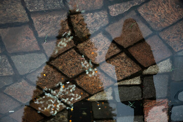 reflection of woman and christmas tree in a puddle