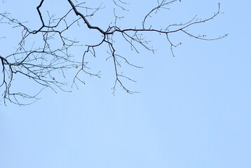 Branch tree and leafless on blue sky background, Bare tree branch silhouette against sky, abstract wallpaper for graphic creative design