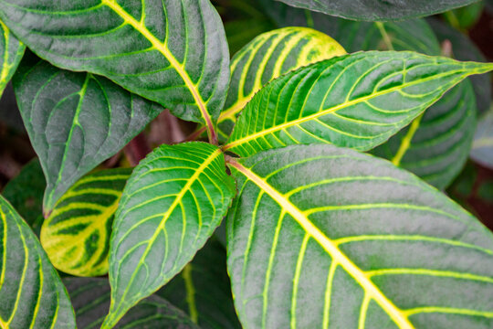 Top view to Sanchezia speciosa Leonard plant. Close-up of vivid green leaves with yellow veins on them. Natural backgrounds.