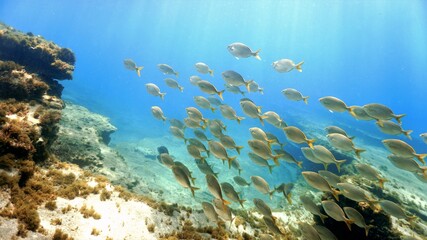 Naklejka na ściany i meble Beautiful schools of fish in sunlight under the ocean