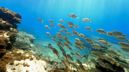Fototapeta na wymiar Beautiful schools of fish in sunlight under the ocean