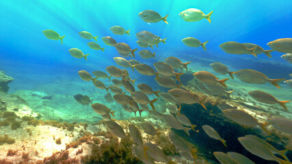 Naklejka na ściany i meble Beautiful schools of fish in sunlight under the ocean