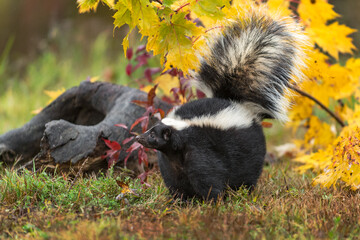 Striped Skunk (Mephitis mephitis) Lifts Nose to Left in Front of Log Autumn