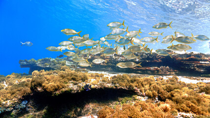 Beautiful schools of fish in sunlight under the ocean