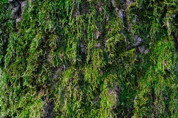 An ancient, old apricot tree bark with fluffy green moss lit by the rays of the spring sun.
