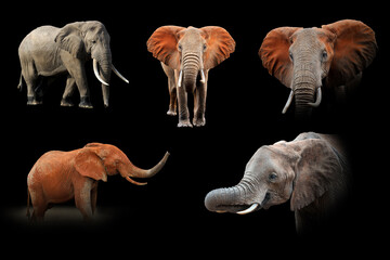 Set of many elephant. Wildlife animal on black background