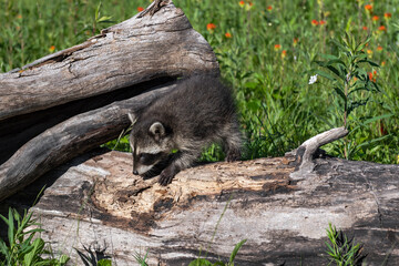 Raccoon (Procyon lotor) Climbs Over Log Summer