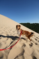 Chien &agrave; la dune du Pyla