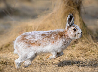 Snowshoe Hare Running in Early Spring. It's changing its winter white coat to brown
