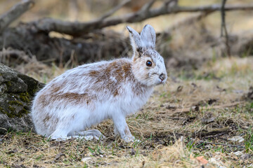 Snowshoe Hare Portrait in Early Spring. It's changing its winter white coat to brown