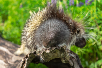 Porcupette (Erethizon dorsatum) on Log End Adult Porcupine in Background Summer