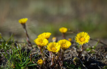 Coltsfoot (Tussilago farfara) flowers growing on meadow