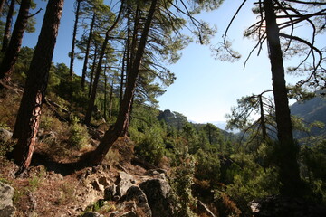 For&ecirc;ts corses 
