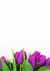 Obraz premium Tło tulipany
