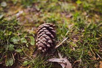 Shallow depth of field (selective focus) image with a pine cone on the grass in a forest.