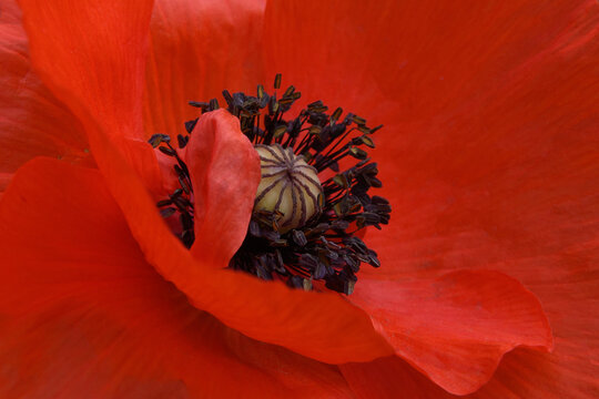 close-up shot of red poppy petals, pistil and stamens