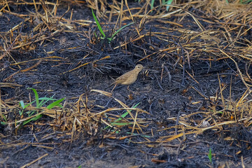 Obraz premium Paddyfield Pipit