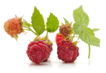 Raspberry branch with berries and leaves.