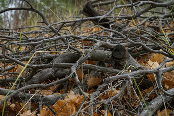 Forest in late autumn. Bare tree branches without leaves.