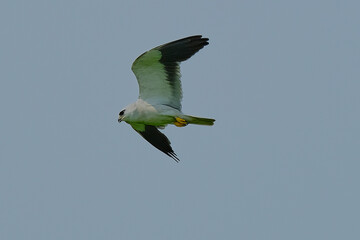 Black-winged / Black-shouldered Kite