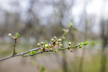 Shallow depth of field (selective focus) image with buds on a tree branch during a spring evening.